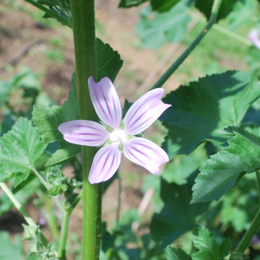 Lavatera cretica